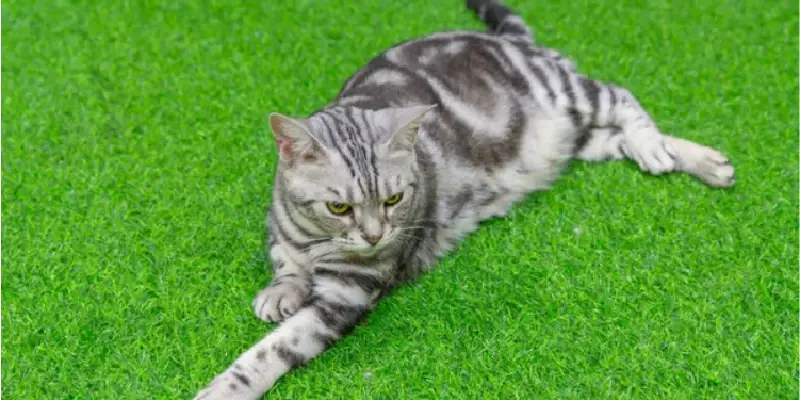 Pet Waste Management For Artificial Grass