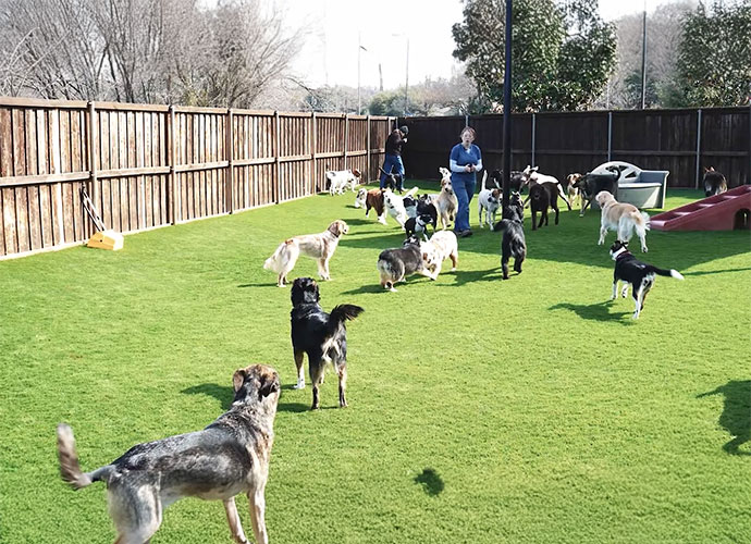 Synthetic Grass for Pet Parks And Runs in Dallas-Fort Worth