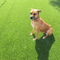 Pet Turf