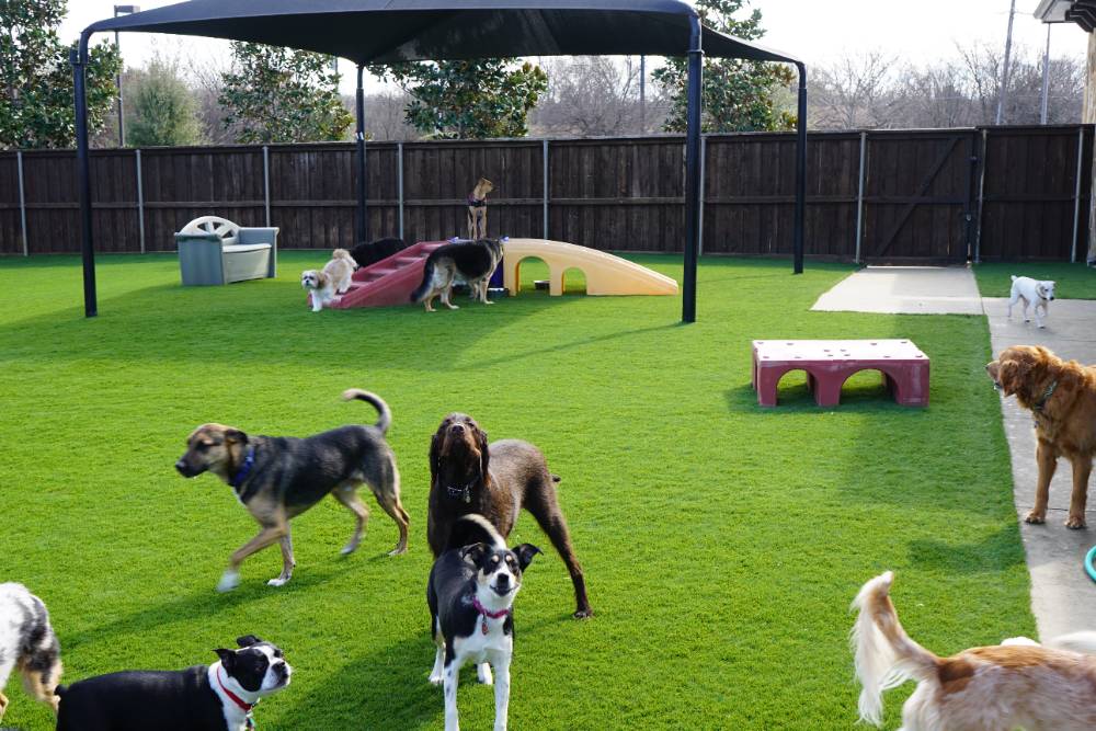 Dog Area at Richter Animal Hospital in Mansfield