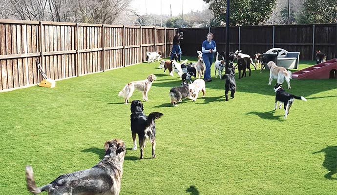 Pet Park with Synthetic Grass